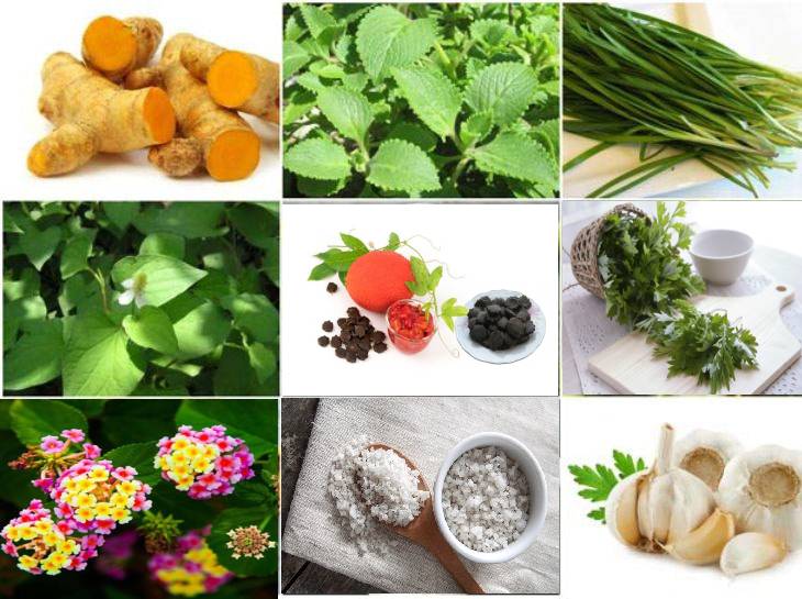 Bạn nên tham khảo trước với bác sĩ về việc thực hiện mẹo dân gian chữa viêm xoang sàng Bạn nên tham khảo trước với bác sĩ về việc thực hiện mẹo dân gian chữa viêm xoang sàng