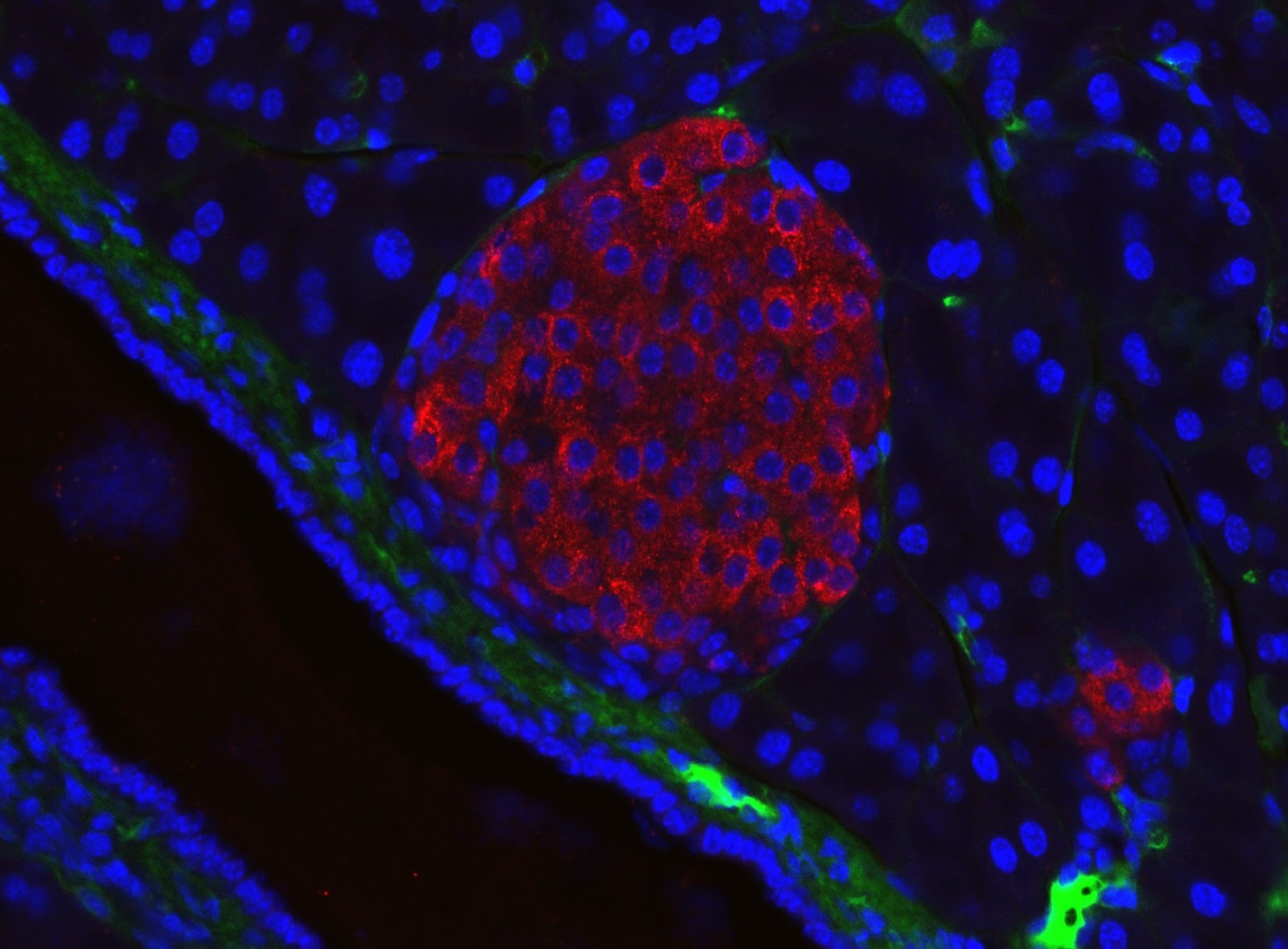 A mouse pancreatic islet is seen as a cluster of cells, sitting next to a blood vessel. Cell nuclei both inside and outside the islet are stained blue so are seen as circular shapes throughout the pancreatic section. Insulin is stained red so makes the entire islet appear red. Blood vessels are stained green. 