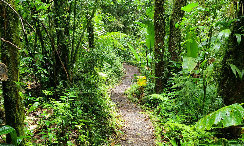 Reserva Bosque Nuboso Santa Elena