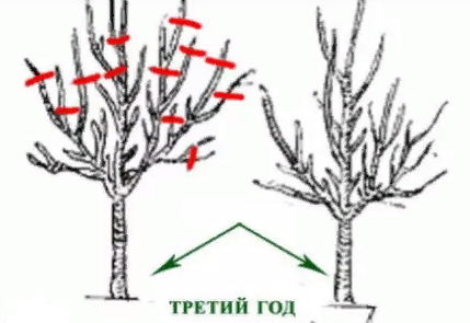 Обрезка сливы третьего года жизни