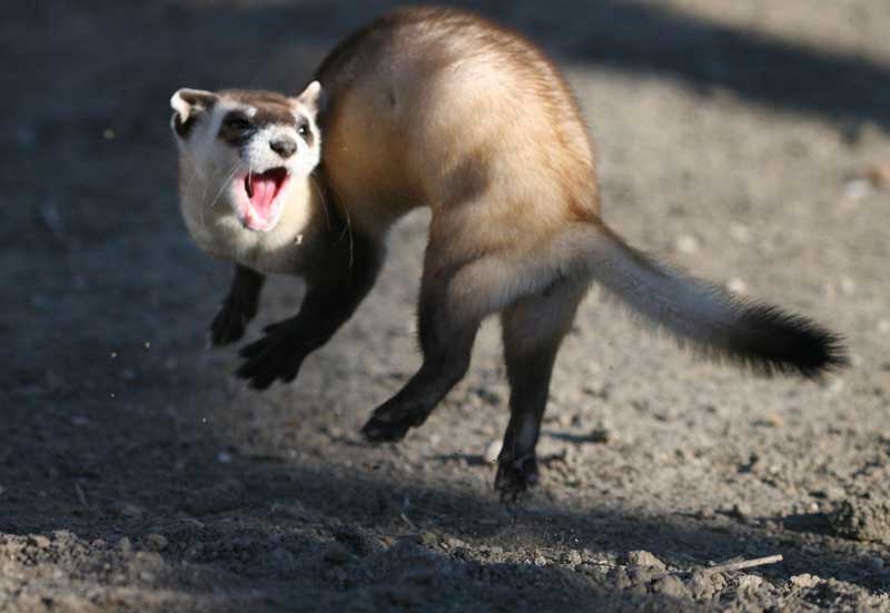 What Sound Do Ferrets Make