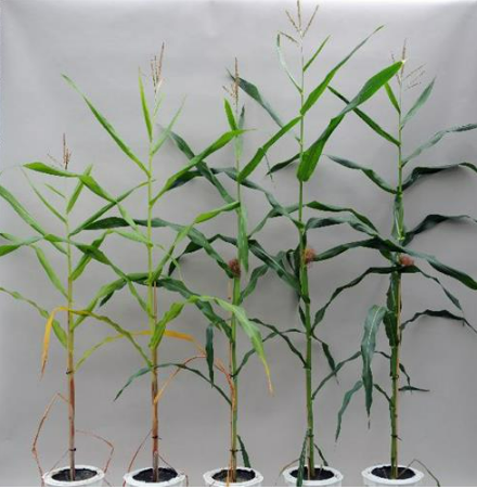 Plantas de milho com diferentes tamanhos devido a deficiência de nitrogênio