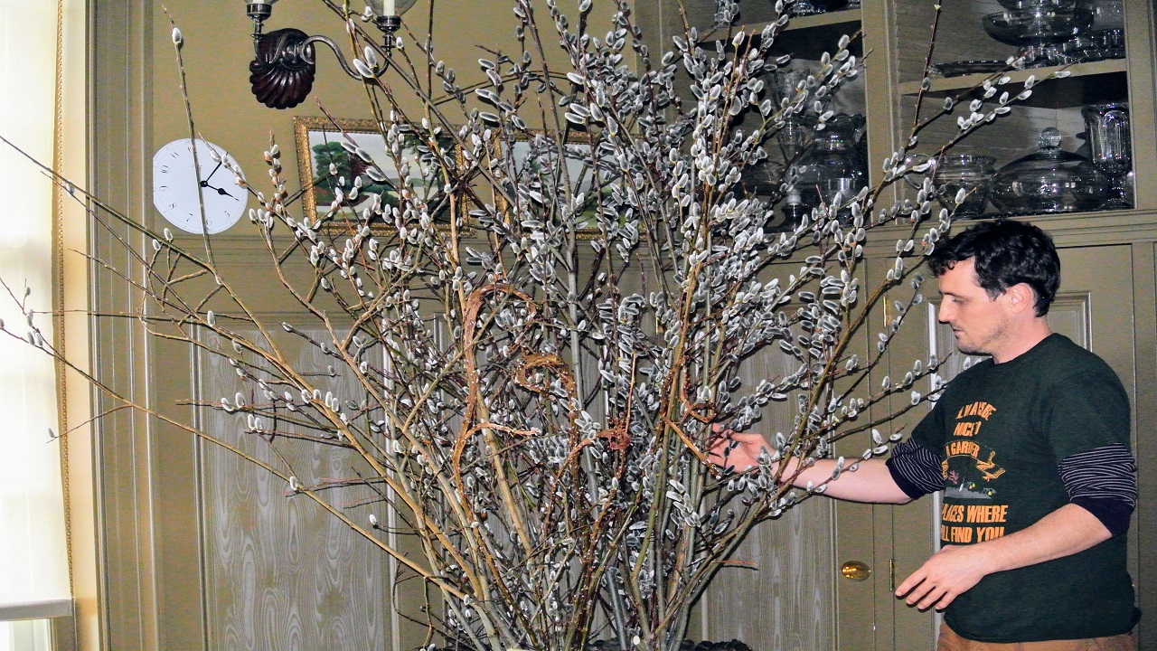How To Preserve Willow Branches For Flower Arrangements?