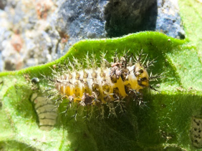 √完了しました！ テントウムシ ダマシ 駆除 258205-テントウムシダマシ 駆除