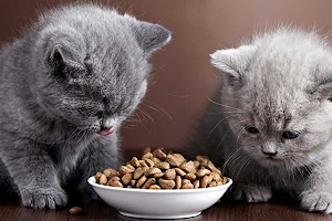 How long can canned cat food sit out