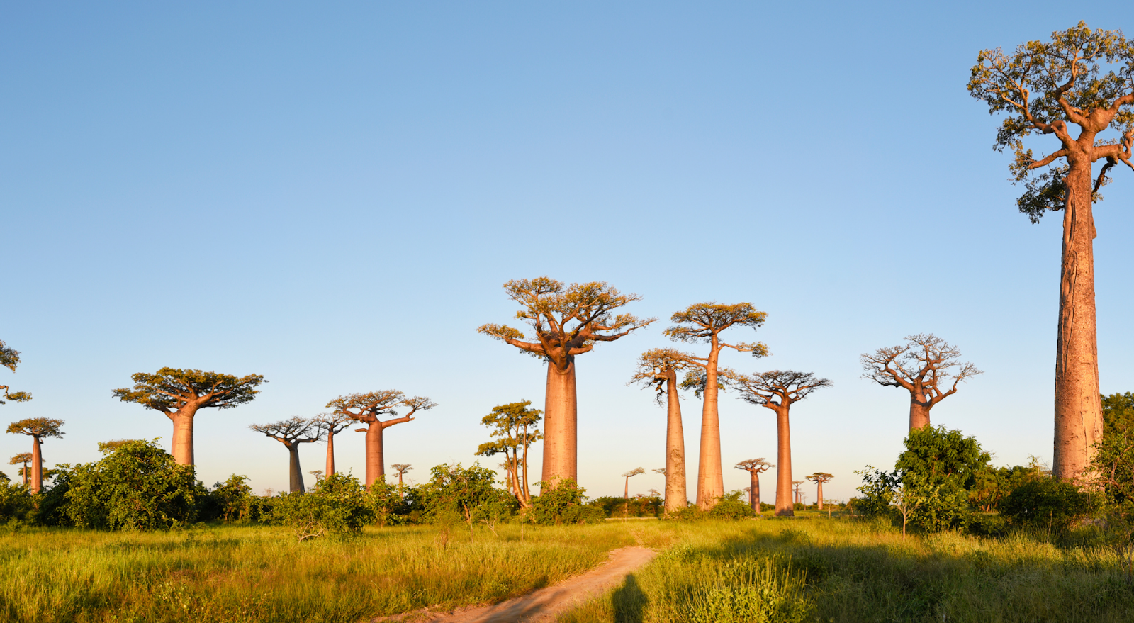 A to Z Bucket List - Avenue of the Baobabs