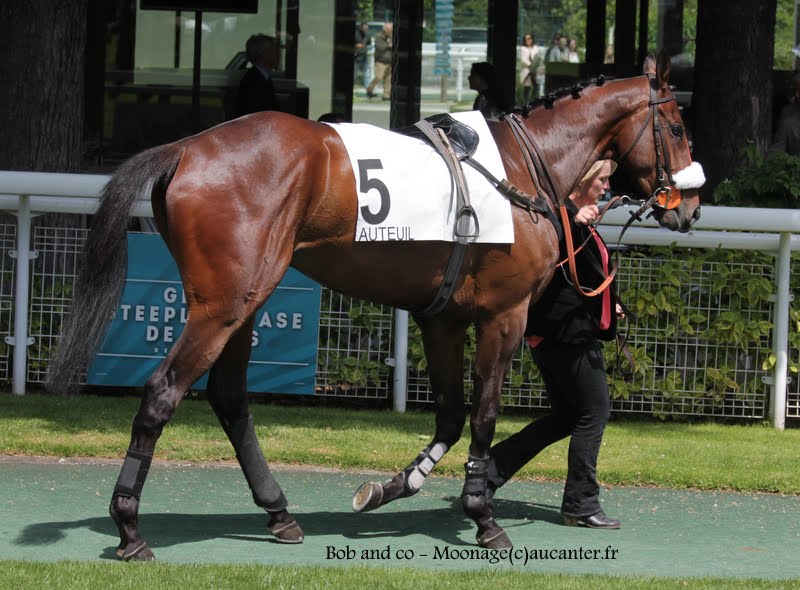 Photos Auteuil 17-05-2015 Journée du Grand Steeple KRMq9oiAmlPcpv6DCdCnN9TMhSPkDXWg3kD3XCGhO56N=w800-h590-no