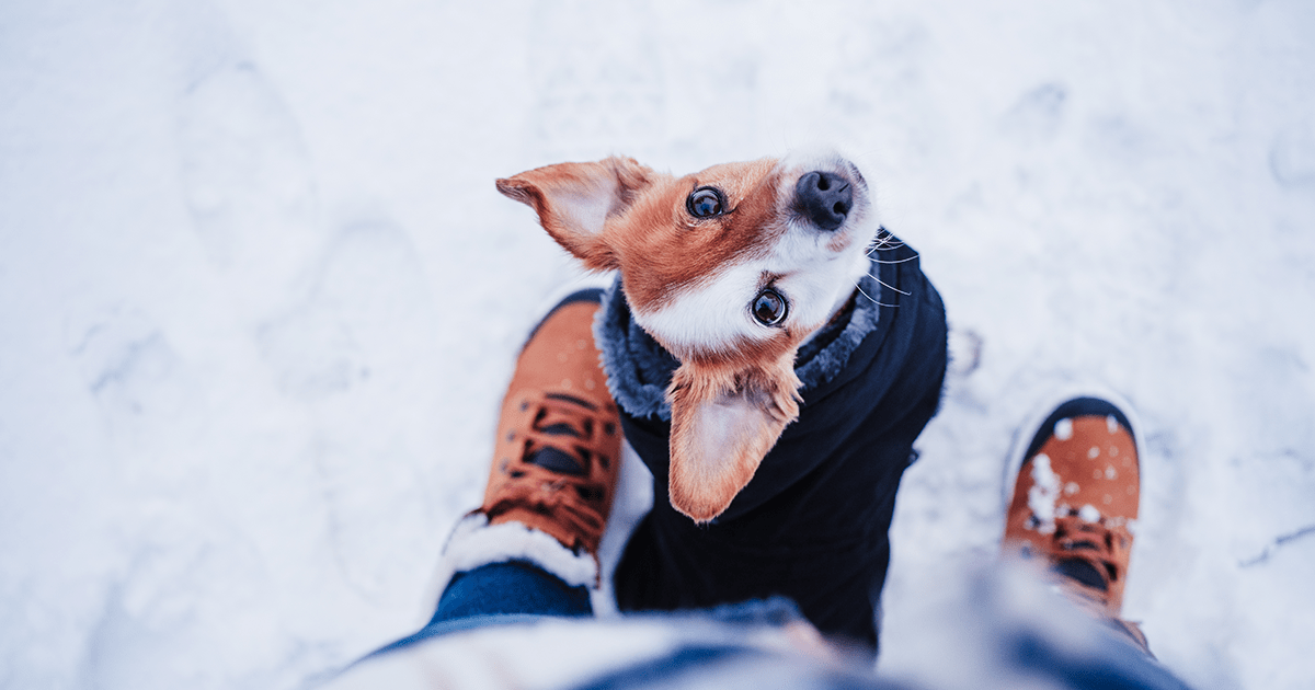 terrier dog in snow