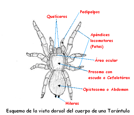 Resultado de imagen para para que usan los aracnidos los pedipalpos