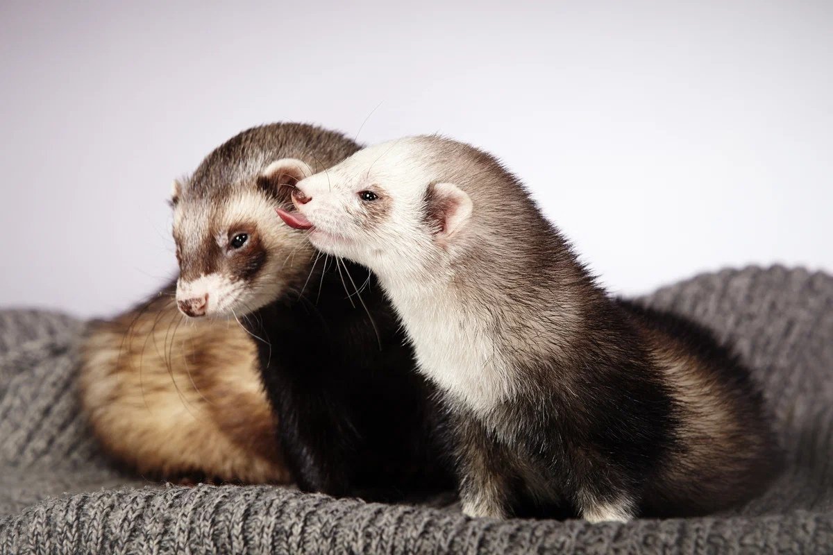 Do Ferrets Like Water