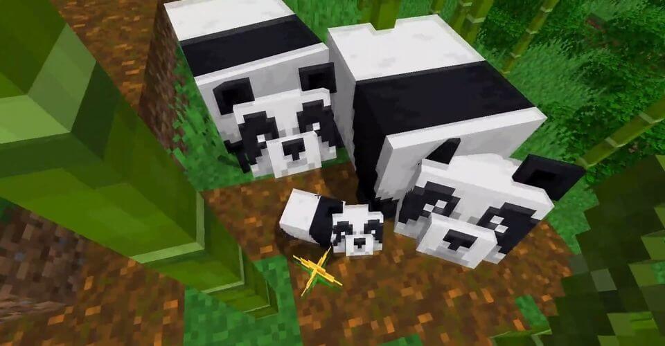 What you can do with pandas in Minecraft- Minecraft: The location of the panda