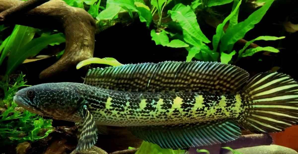 Harga Ikan Toman