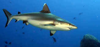 Image result for shark