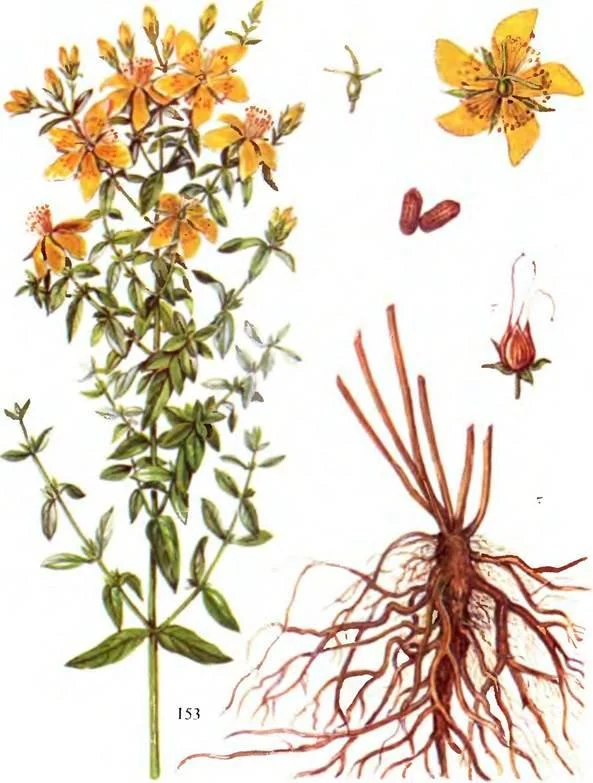 D:\0 wd yedek\acr yedek\1 film indirme\sovremennaya_fitoterapiya_dosyalar\image220.jpg