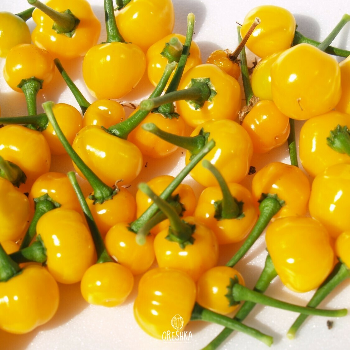 Quintisho Pepper