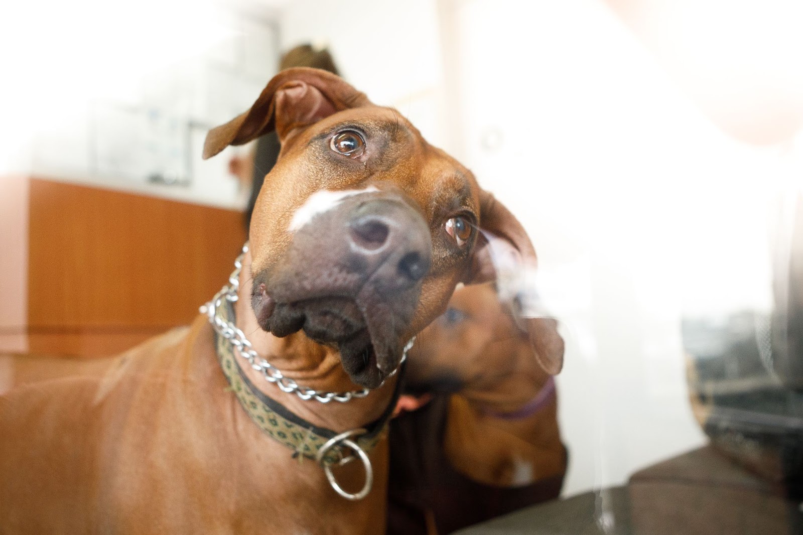 Cachorro marrom encara médico veterinário com nutrição prescrita para internação