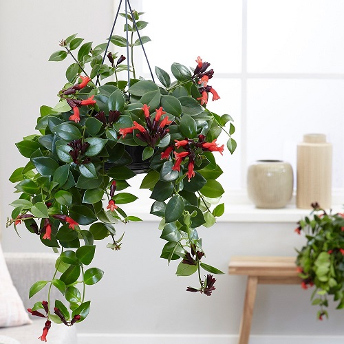 Lipstick Plant (Aeschynanthus radicans)