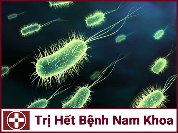 Vi khuẩn xâm nhập là một trong những nguyên nhân chính gây bệnh
