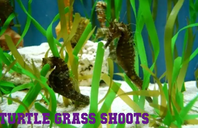 Turtle Grass Shoots - salt water plant aquarium