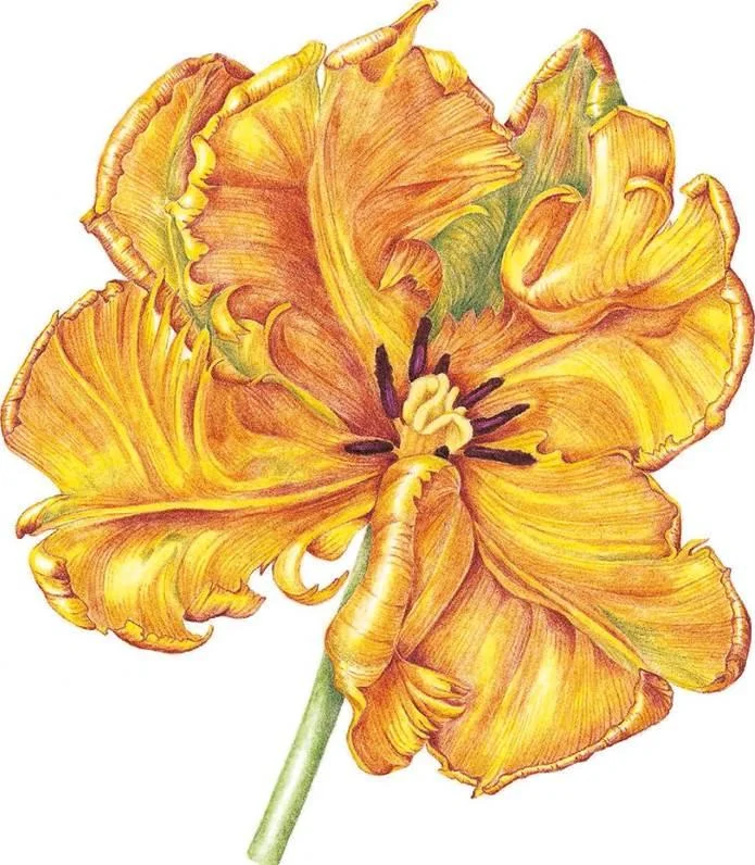 D:\0 wd yedek\acr yedek\1 film indirme\botanicheskaya_illyustraciya2_files\image212.jpg