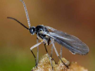 Adult fungus gnats on houseplant