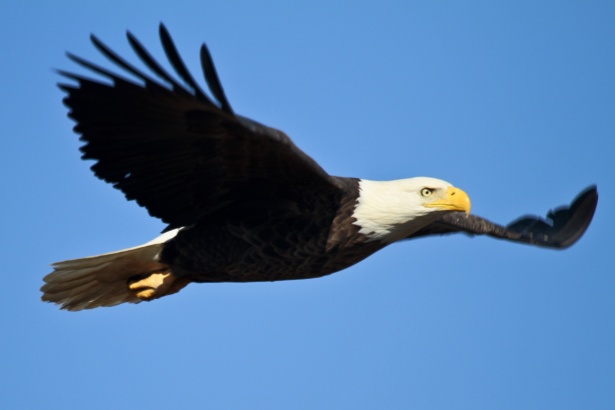 American Bald Eagle flying