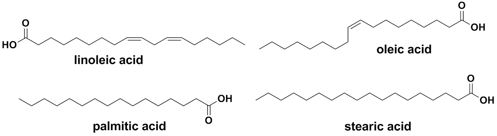 C:\Users\MPIC\Desktop\ฐาน cosmetic ใหม่\@ต้นที่เสร็จแล้ว\ฟักข้าว\fatty acid.png