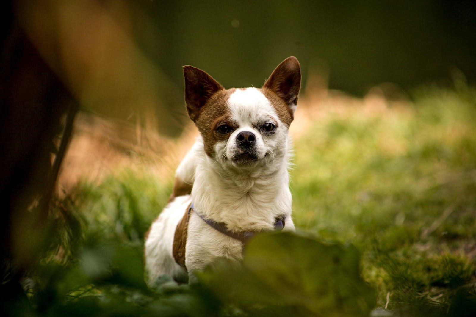 Small brown and white dog on grass