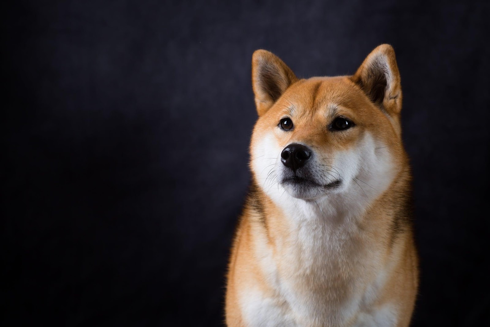 3 Reasons the Shiba Inu Bubble Could Burst Any Day | The Motley Fool