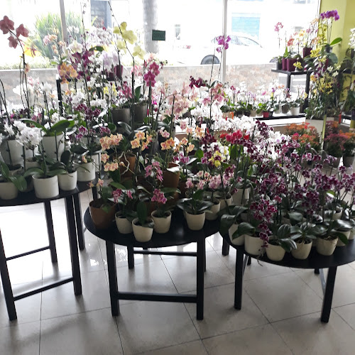 Violetas Y Algo Más
