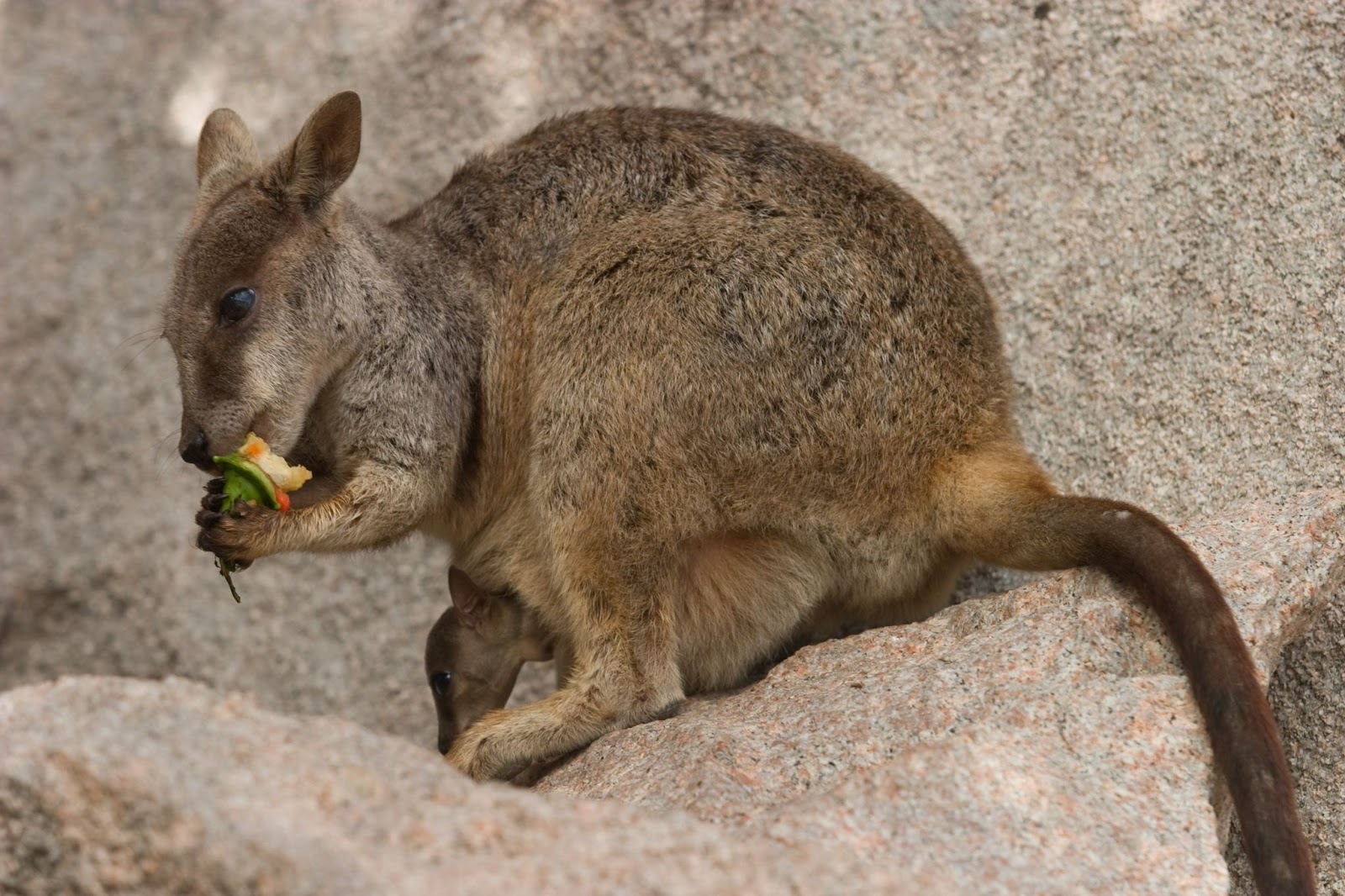 Wallaby