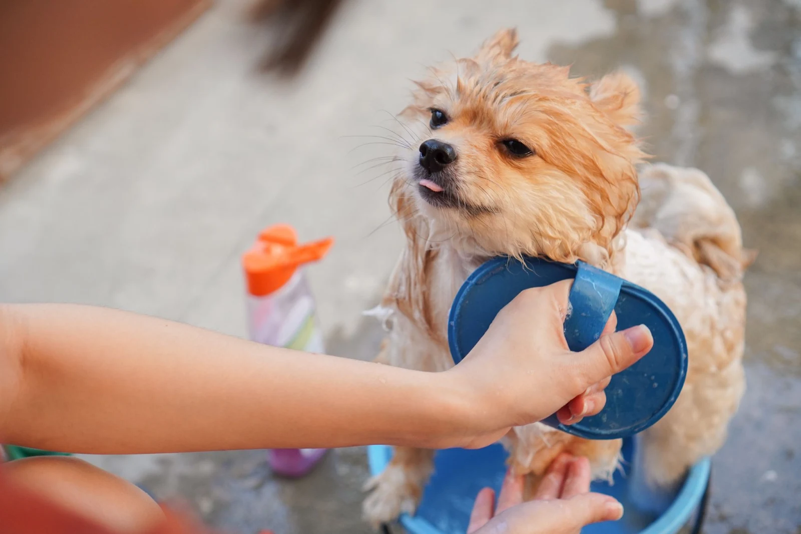The 5 Small Dog Breeds That Don't Need Grooming