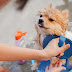 The 5 Small Dog Breeds That Don't Need Grooming