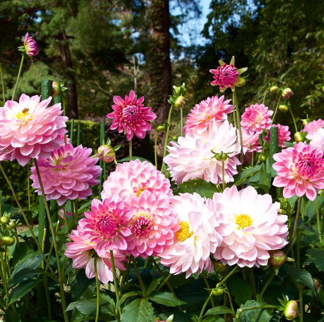 60 Best Types of Flowers – Pretty Pictures of Garden Flowers