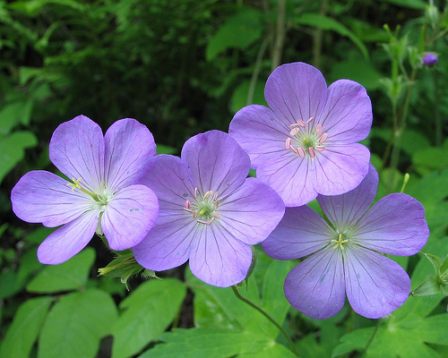 10 Beautiful Flowers In Tennessee