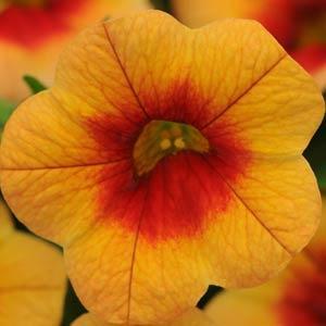 MiniFamous® Apricot Red Eye