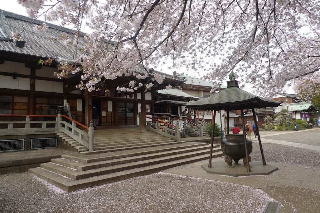 araiyakushi sakura nakano