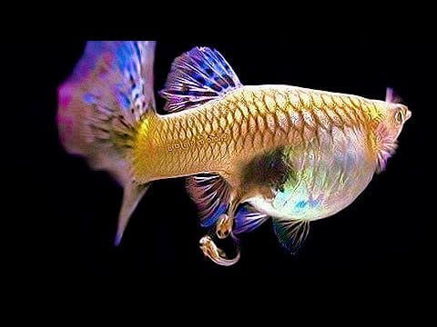 Cứ trung bình sau 25 ngày thì một lứa cá bảy màu mới lại ra đời