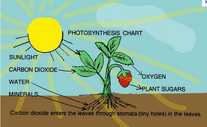Plant Photosynthesis And Clean Water 44