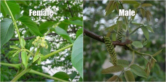 The Essential Guide to Everything you Need to Know about Growing Walnuts -  Juglans regia - The Permaculture Research Institute