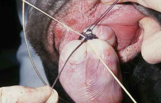 Both sutures are brought around the whole prolapse and are securely tied again