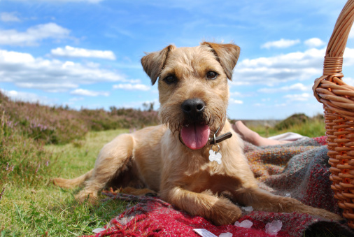 are border terriers good with kids