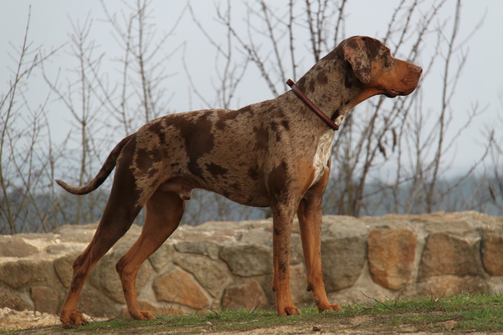 20 raças de cachorros mais 'estranhos' do mundo