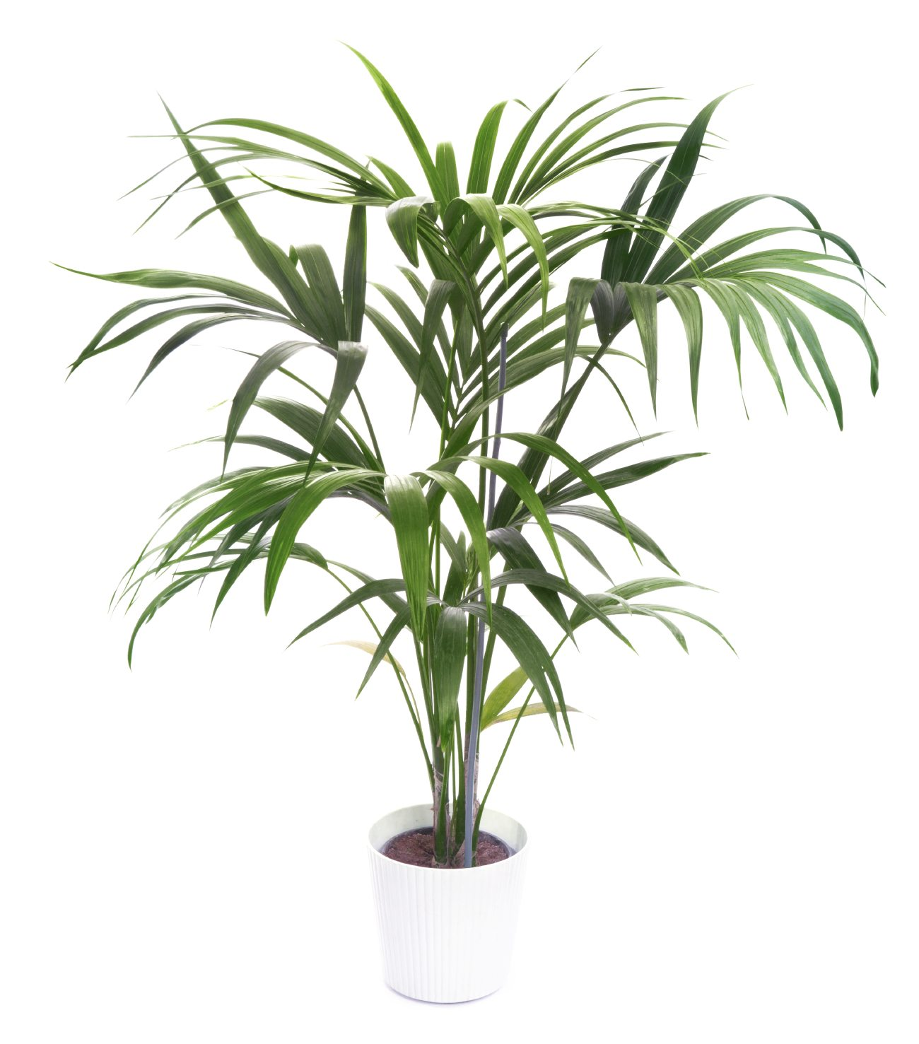20 Types of Indoor Palm Plants | How to Grow and Care Plam Plants