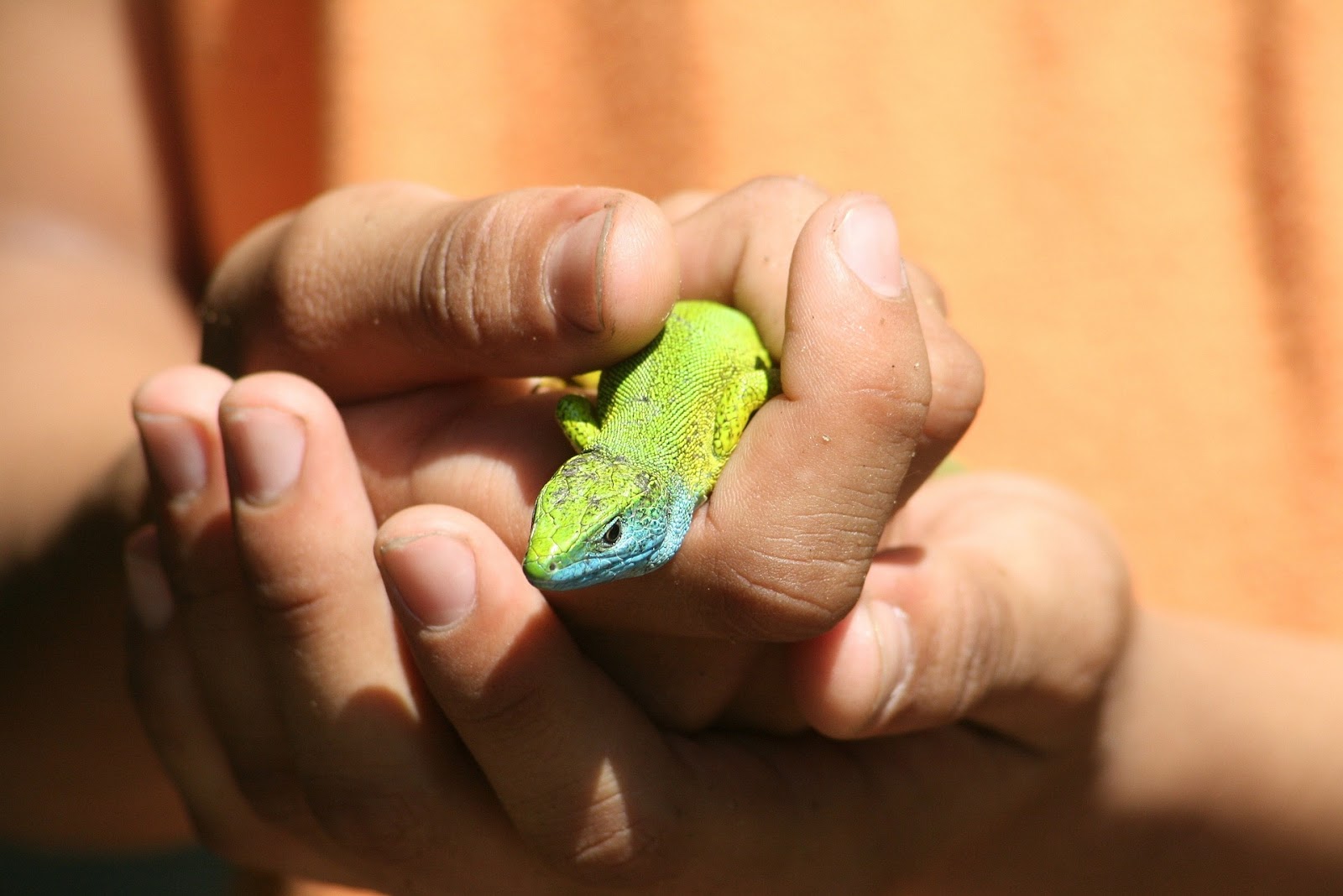 Kid hands holding lizard