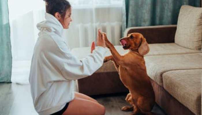 8 Tips Every Pet Owner Must Follow For Healthy Furry Friends | Pets News |  Zee News