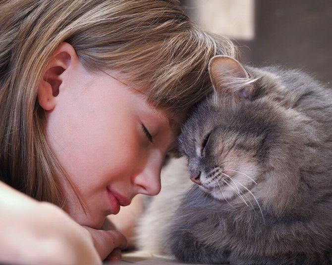 15 erstaunliche Fakten über Katzen + Mood Kit 5