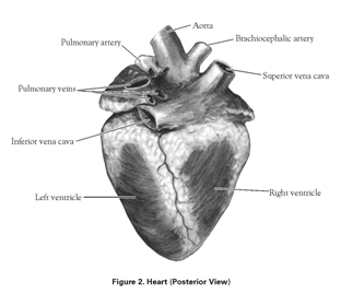 My Pbl Project Stemsos2017 Heart And Dissection