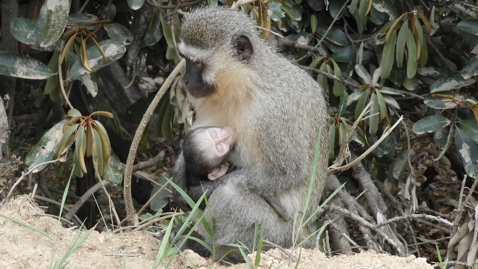 Vervet monkey Mantenga eSwatini
