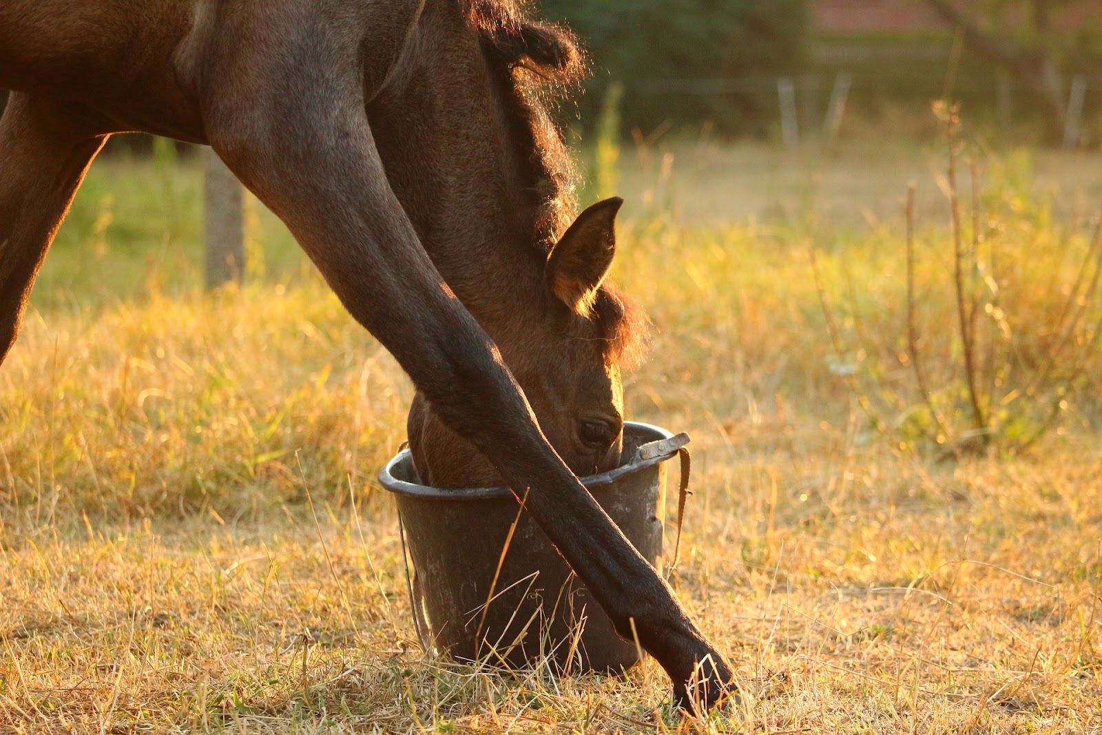 bay performance horse eats grain from a bucket